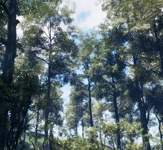 [RES]OAK TREE 패키지