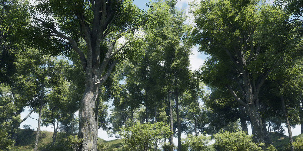 [RES]OAK TREE COLLECTION