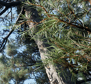 Pine Tree Collection